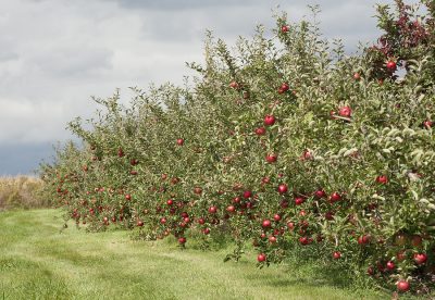 Trees in the orchard loaded with apples