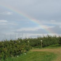 Empty orchard with rainbow