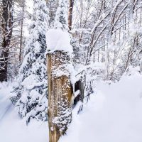 2018 C in CC front cover