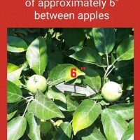 Apple thinning
