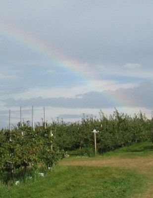 Empty orchard with rainbow